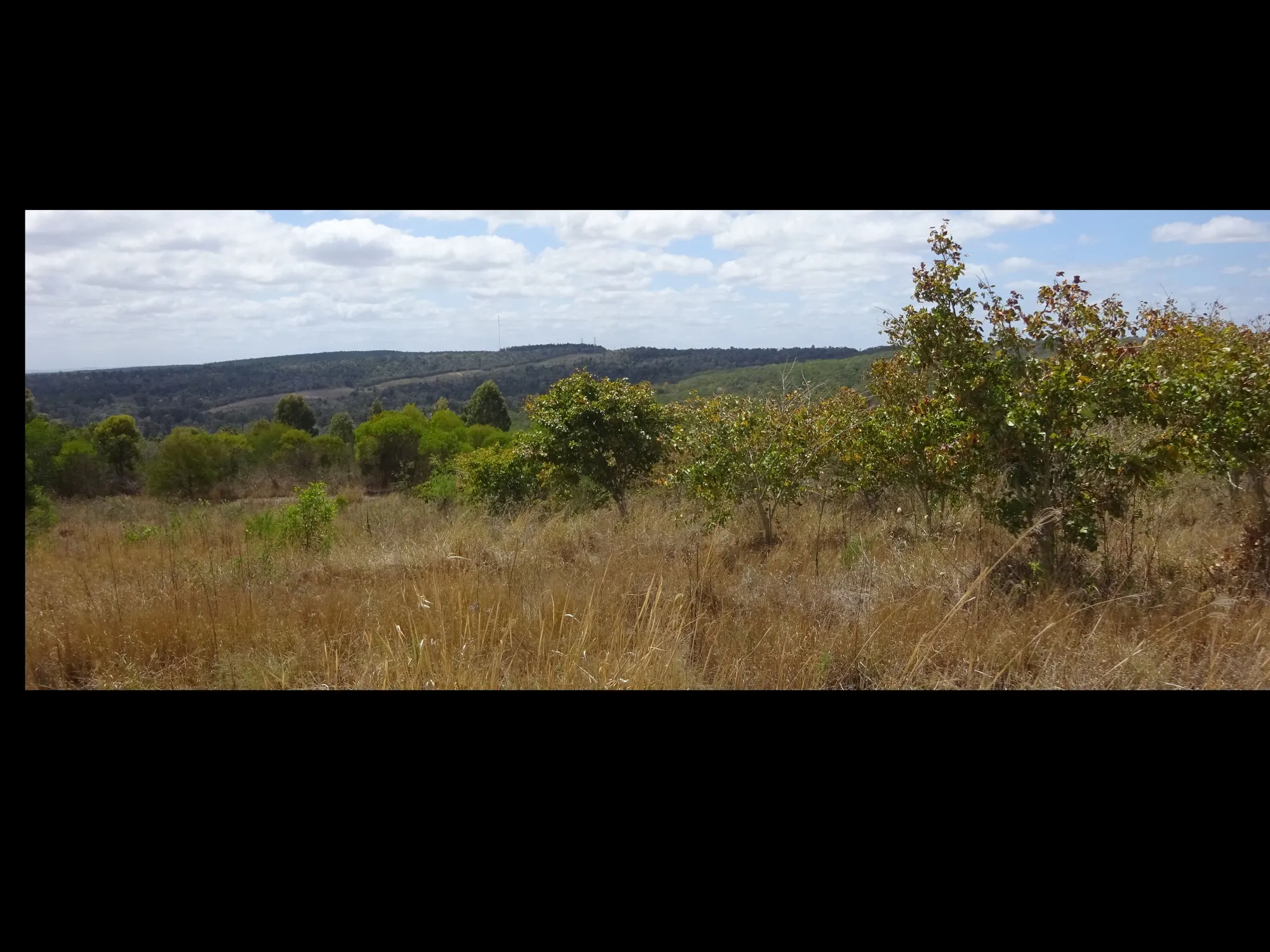 10-year-old Pongamia trees on Queensland coal mine waste demonstrating viability for research programme