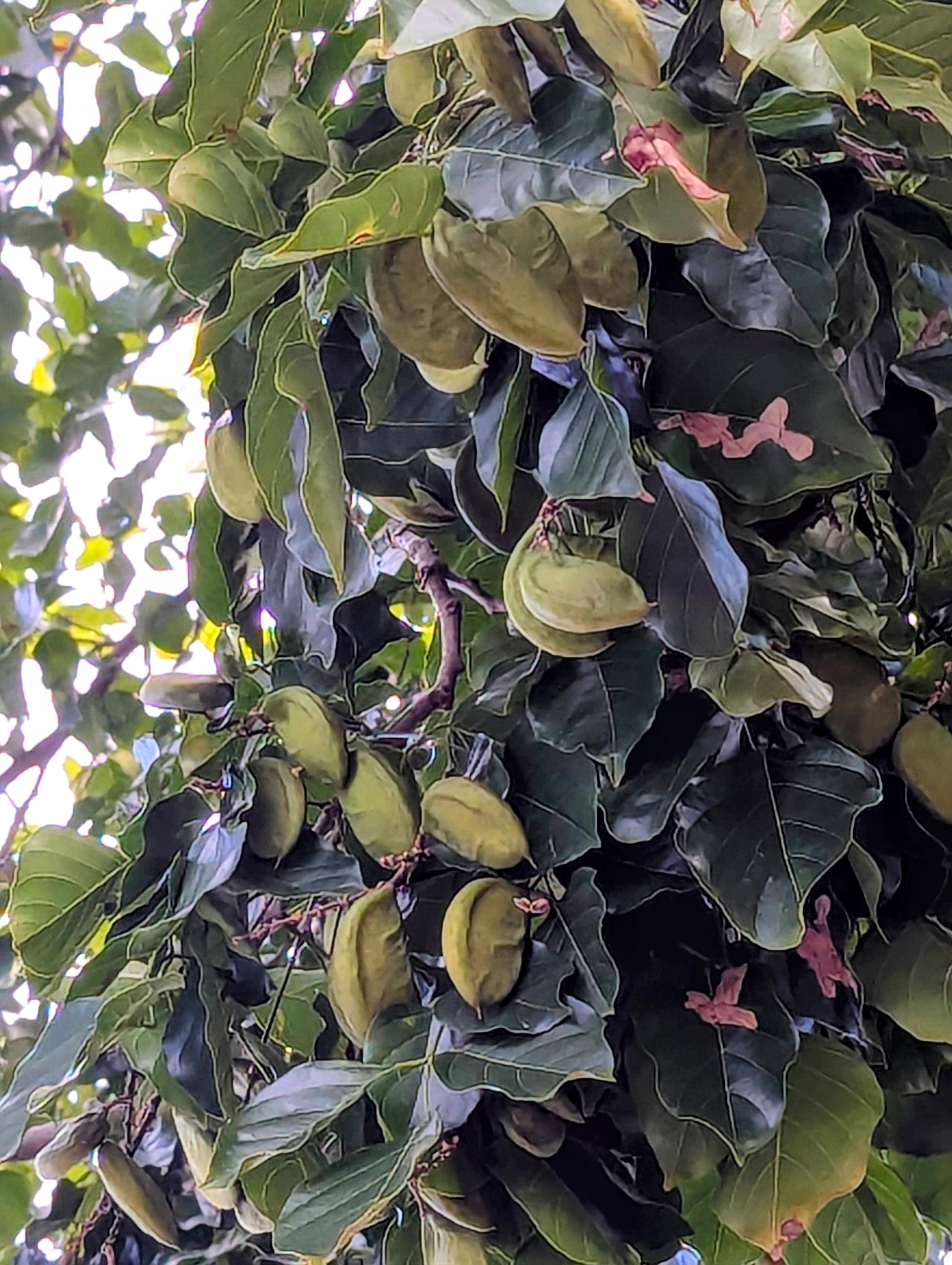 Pongamia pods used for PD100 pure plant oil fuel production