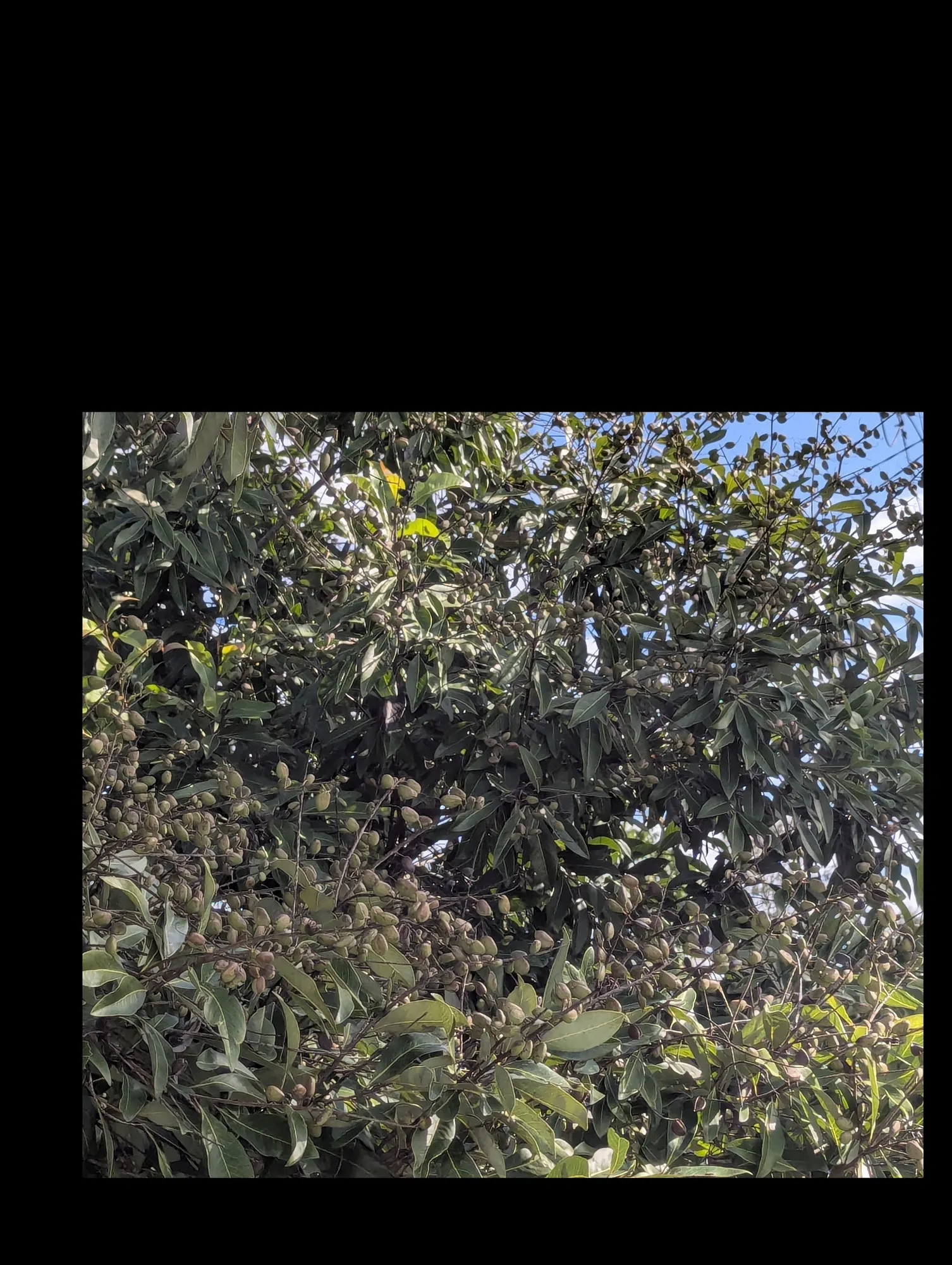 Pongamia seed pods — dense harvest-ready crop on mature tree